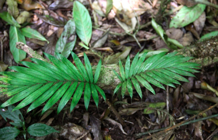 Fig.19. Planta juvenil de <i>Prestoea decurrens</i></i> (Arecaceae), planta hospedera de <i>Carystoides orbius</i></i>.
