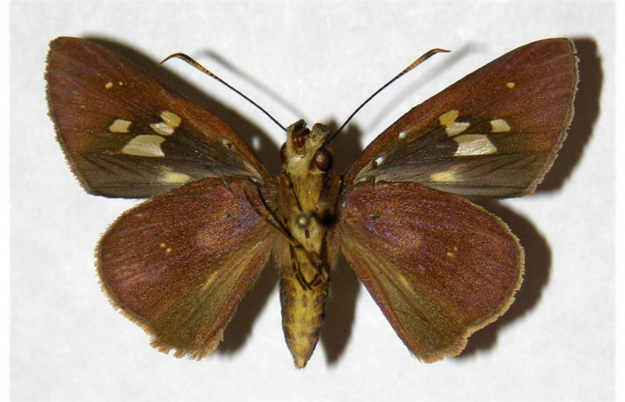 Fig.2. Adulto de <i>Carystoides orbius</i></i>. Hembra de 38mm  de longitud vista ventral. Voucher : 05-SRNP-3876-DHJ318273.jpg.