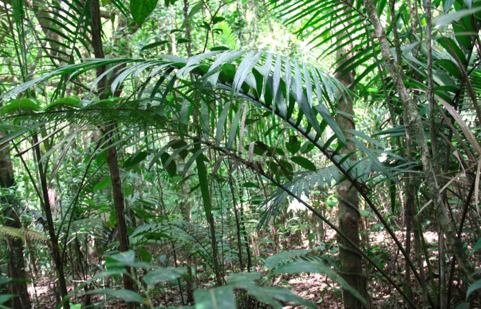 Fig.21. Mostrando hoja de <i>Prestoea decurrens</i></i>, planta hospedera de <i>Carystoides orbius</i></i>.