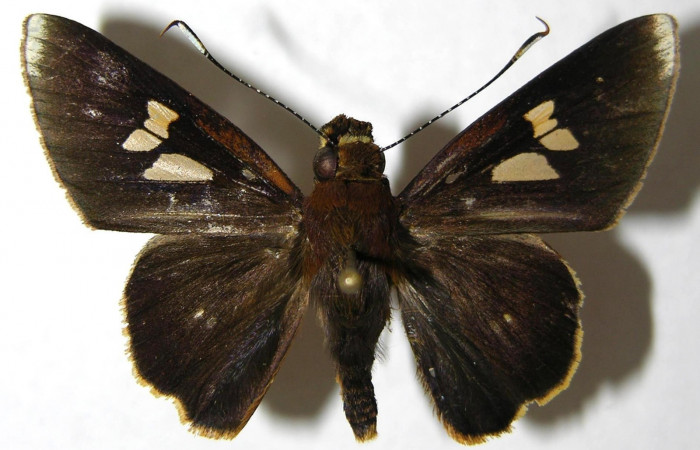 Fig.3. Adulto de <i>Carystoides orbius</i></i>. Macho 40mm  de longitud vista dorsal. Voucher : 06-SRNP-33826-DHJ351478.jpg.
