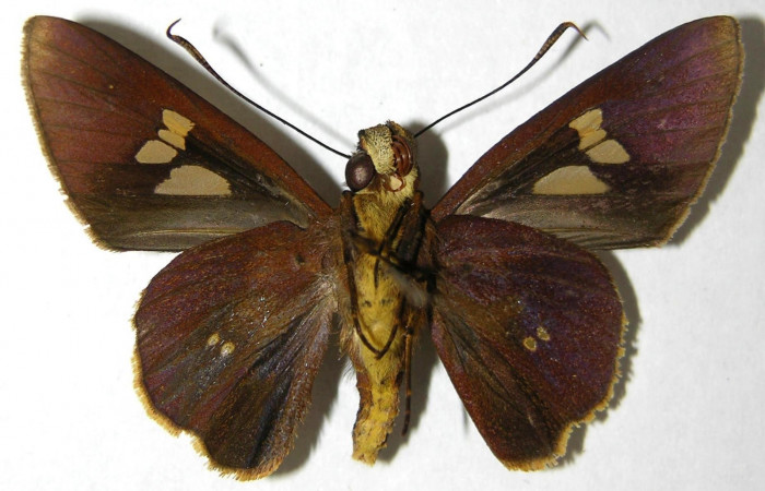 Fig.4. Adulto de <i>Carystoides orbius</i></i>. Macho 40mm  de longitud vista ventral. Voucher : 06-SRNP-33826-DHJ351479.jpg.