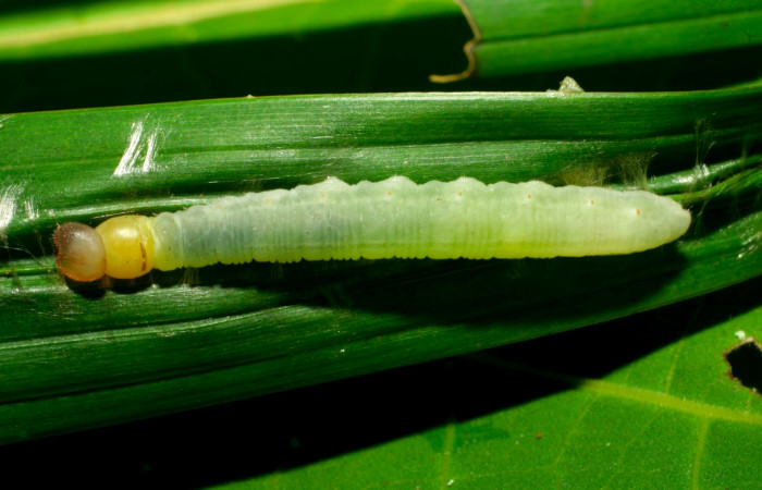 Fig.5. Larva de <i>Carystoides orbius</i></i>. 30mm de  longitud vista dorsal. Voucher : 07-SRNP-31028-DHJ419784.jpg.