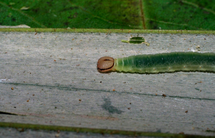 Fig.6. Larva de <i>Carystoides orbius</i></i>. 20mm de longitud. Voucher : 06-SRNP-34102-DHJ425291.jpg.
