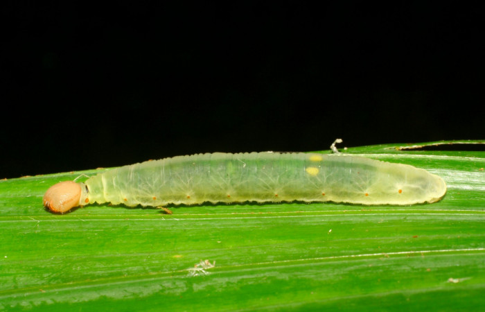 Fig.7. Larva de <i>Carystoides orbius</i></i>. 47mm  de longitud vista lateral. Voucher : 06-SRNP-34847-DHJ416599.jpg.
