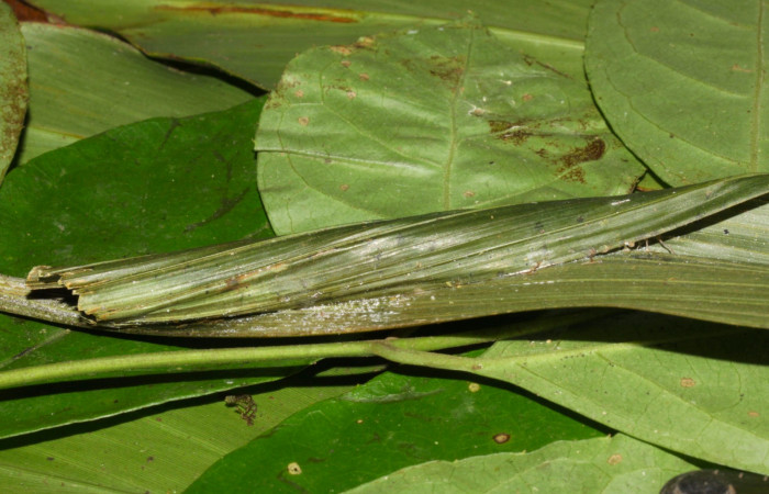 Fig.8. Capullo de <i>Carystoides orbius</i></i>. 72mm de longitud. Voucher : 15-SRNP-32374-DHJ729200.jpg.