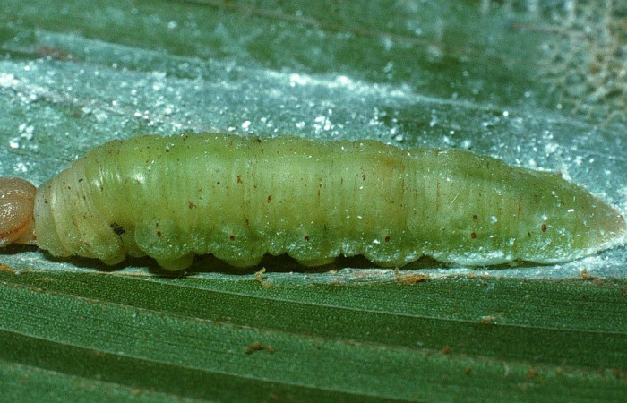 Fig.9. Prepupa de <i>Carystoides orbius</i></i>. 33mm de longitud vista lateral. Voucher : 03-SRNP-35073-DHJ80105.jpg.