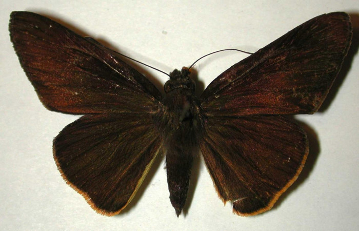 Fig.1. Adulto de <i>Damas immacula</i></i>. Hembra 47mm  de longitud vista dorsal. Voucher: 00-SRNP-11974-DHJ32974.jpg.