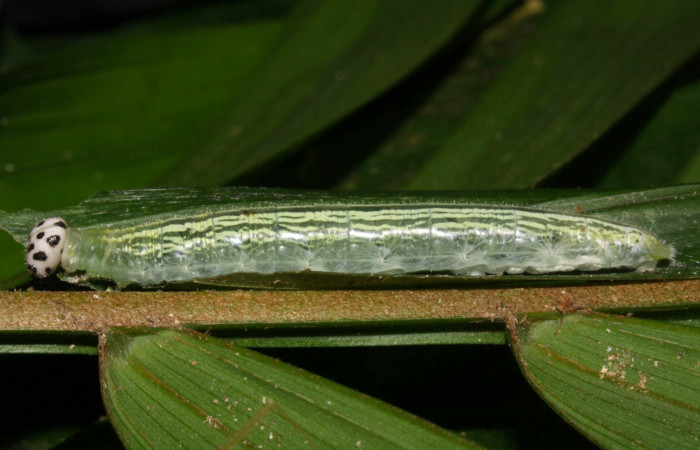 Fig.10. Larva de <i>Damas immacula</i></i>. 48mm  de longitud en último estadio vista lateral. Voucher : 16-SRNP-30397-DHJ729437.jpg.