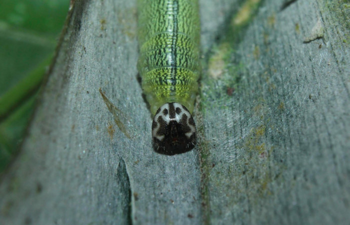 Fig.12. Mostrando cabeza de <i>Damas clavus</i></i>. Larva mide 26mm de longitud en penúltimo estadio vista frontal. Voucher : 16-SRNP-70848-DHJ732932.jpg.