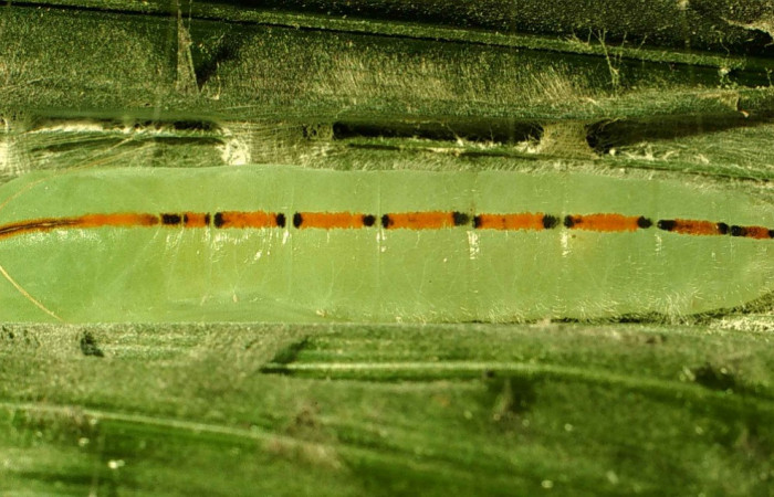 Fig.13. Pupa de <i>Damas immacula</i></i>. 30mm de longitud. Voucher : 00-SRNP-11636-DHJ54529.jpg.