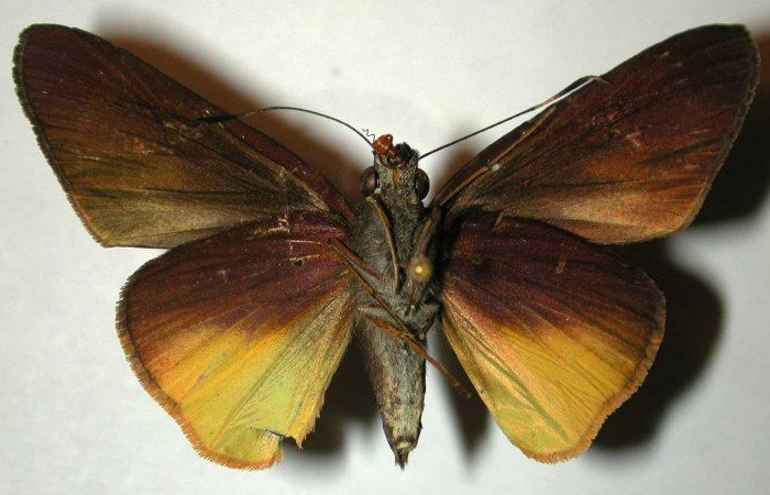 Fig.2. Adulto de <i>Damas immacula</i></i>. Hembra 47mm  de longitud vista ventral. Voucher: 00-SRNP-11974-DHJ32975.jpg.