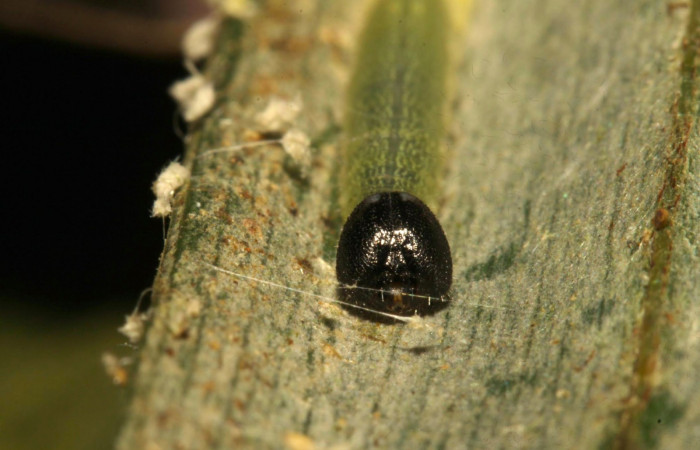 Fig.7. Larva de <i>Damas clavus</i></i>. 12mm  de longitud en segundo estadio. Voucher : 16-SRNP-31306-DHJ735233.jpg.
