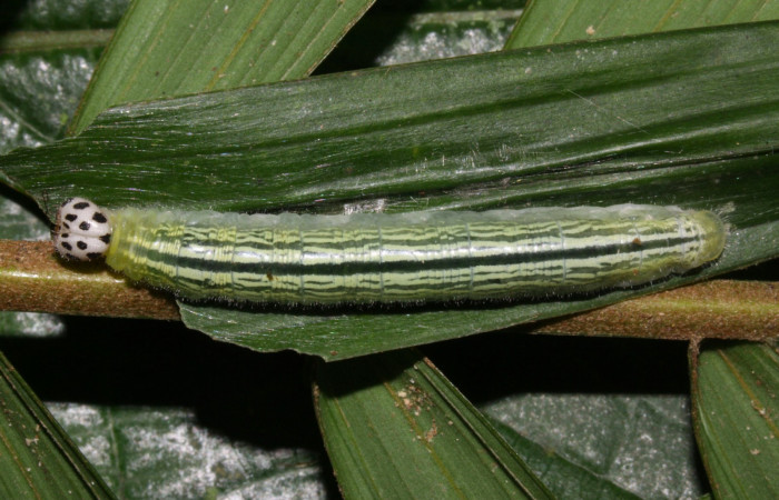 Fig.9. Larva de <i>Damas immacula</i></i>. 48mm  de longitud en último estadio vista dorsal. Voucher : 16-SRNP-30397-DHJ729438.jpg.