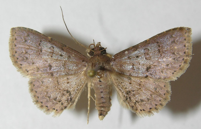 Fig.10  Adulto <i>Antiblemma</i></i>  lolaDHJ03  mostrando la parte dorsal. Voucher:10-SRNP-43288-DHJ538978.jpg