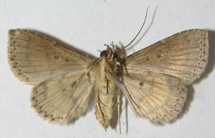 Fig.11  Adulto <i>Antiblemma</i></i>  lolaDHJ03  mostrando la parte ventral. Voucher:10-SRNP-43288-DHJ538979.jpg