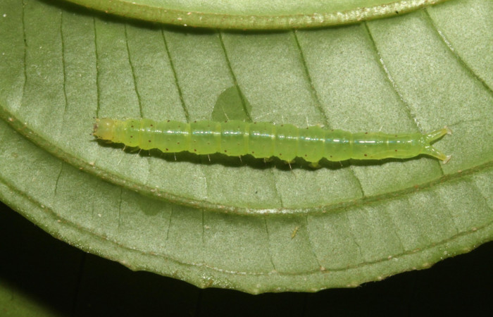 Fig.2 Larva <i>Antiblemma</i></i>  lolaDHJ03 en último estadío mostrando la parte dorsal, posición donde se  esconden para no ser depredadas  Voucher: 13-SRNP-42893-DHJ708107.JPG