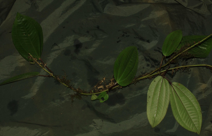 Fig.3 Hábito de  <i>Adelovotrys adscendens</i></i> planta hospedera de </i>Antiblemma</i>  lolaDHJ03.Foto: Calixto Moraga.  Estación Pitilla, Area de Conservación Guanacaste. Setiembre 2015.

