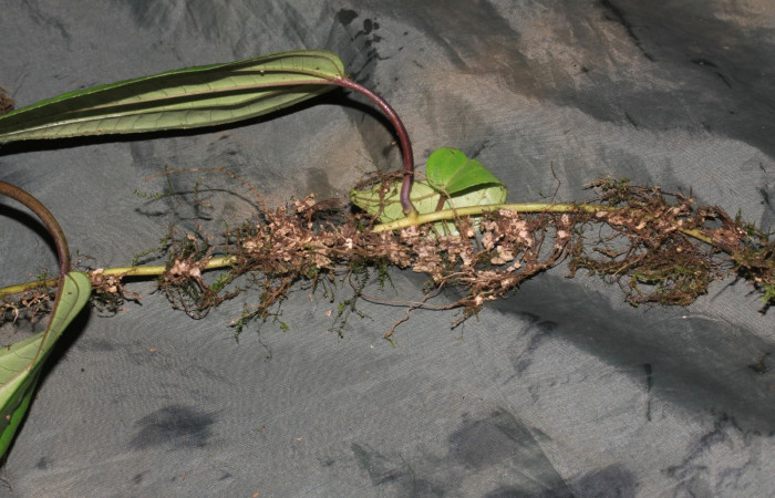 Fig.4 Forma de raíz de  <i>Adelovotrys adscendens</i></i> planta hospedera de </i>Antiblemma</i>  lolaDHJ03 .Foto: Calixto Moraga, Estación Pitilla, Area de Conservación Guanacaste. Setiembre 2015.
