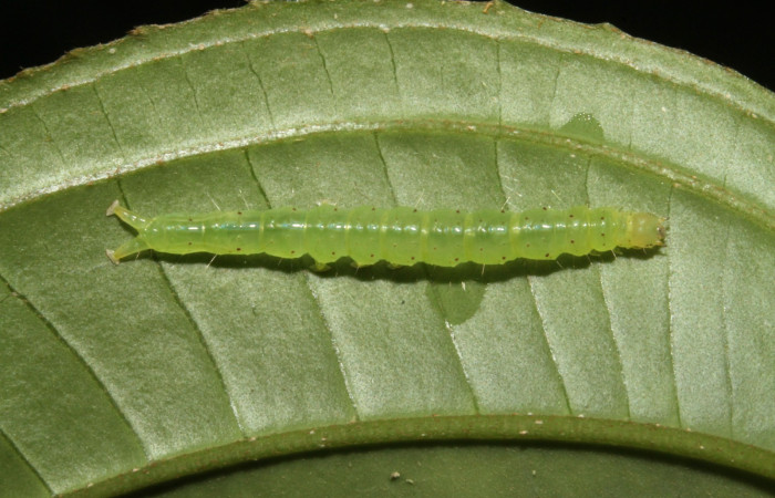 Fig .5  Larva <i>Antiblemma</i></i>  lolaDHJ03  en último estadio mostrando pelitos finos laterales. Voucher: 13-SRNP-42893-DHJ708112.jpg