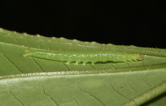Fig .6  Larva <i>Antiblemma</i></i>  lolaDHJ03 en último estadio mostrando parte lateral mostrando comparación de especies con .  Voucher: 13-SRNP-42893-DHJ708111.jpg