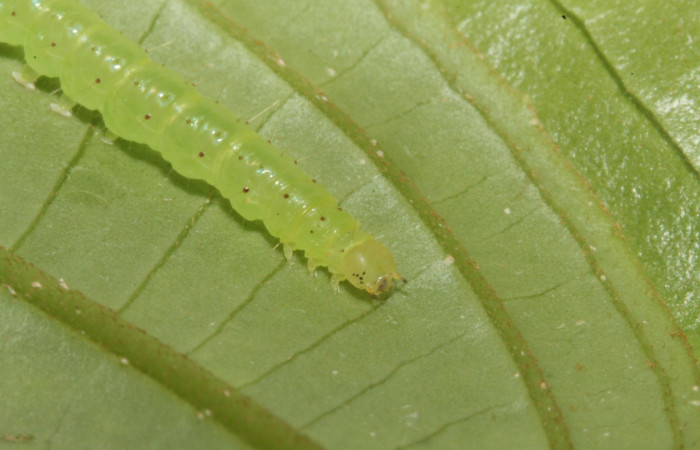 Larva <i>Antiblemma</i></i>  lolaDHJ03 en último estadio mostrando parte lateral. Voucher: 13-SRNP-42893-DHJ708111.jpg