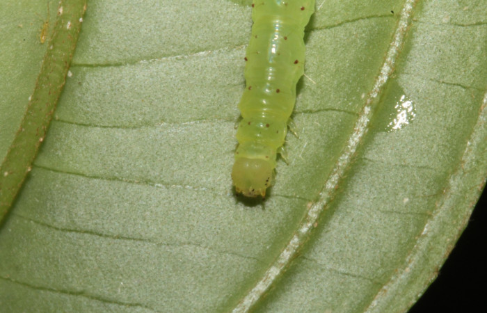 Fig .8  Larva <i>Antiblemma</i></i>  lolaDHJ03 en último estadio mostrando patrón en la parte frontal. Voucher: 13-SRNP-42893-DHJ708113.jpg
