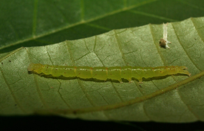 Fig.9 Larva <i>Antiblemma phoenicopyra</i></i>  en último estadío parte lateral, mostrando características entre especies.  Voucher: 12-SRNP-70521-DHJ495021.jpg