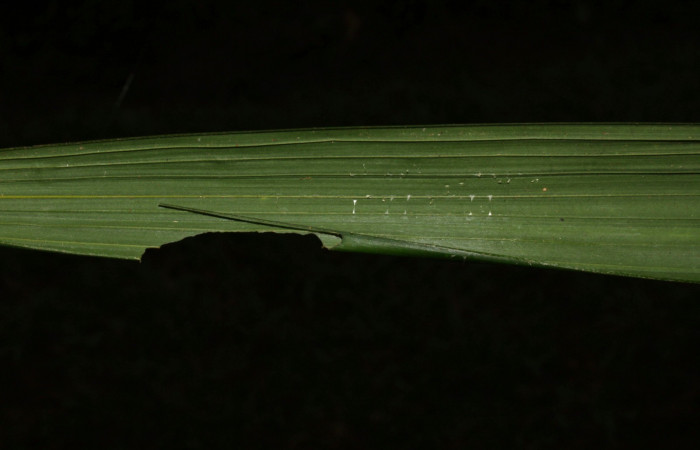 Fig.10. Mostrando casa de <i>Damas immacula</i></i>. Larva mide 28mm de longitud. Voucher : 16-SRNP-30397-DHJ729431.jpg.