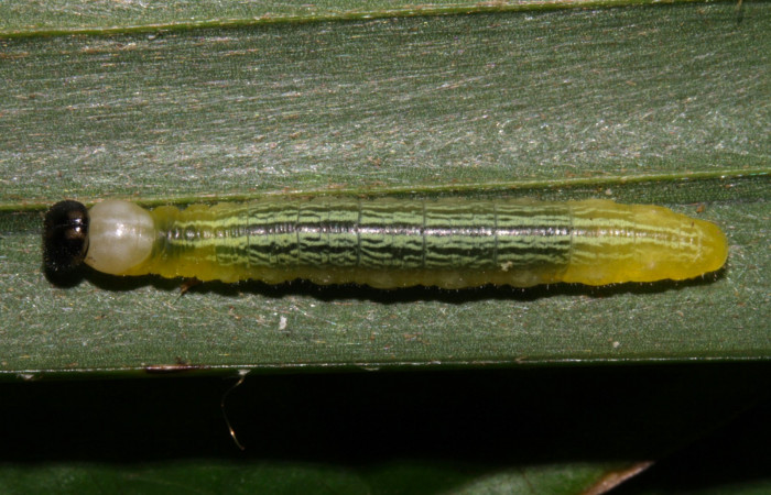 Fig.11. Mostrando larva de <i>Damas immacula</i></i> mide 28mm de longitud. Voucher : 16-SRNP-30397-DHJ729435.jpg.