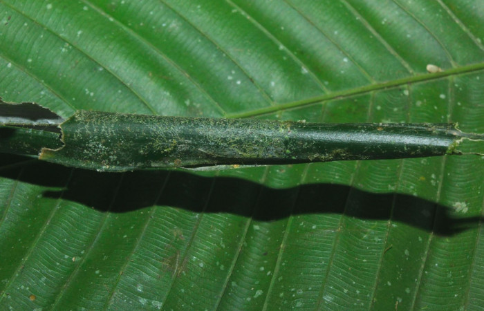 Fig.12. Mostrando casa de <i>Damas clavus</i></i>. Larva mide 26mm de longitud en penúltimo estadio. Voucher : 16-SRNP-70848-DHJ732926.jpg.