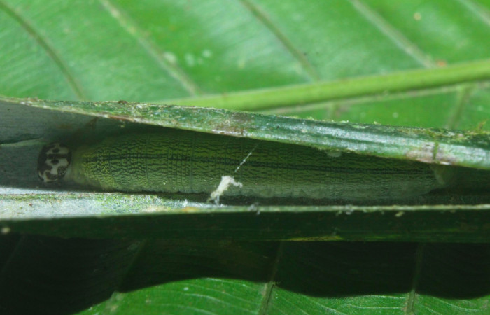 Fig.13. Mostrando larva de <i>Damas clavus</i></i> dentro de la casa. Larva mide 26mm de longitud en penúltimo estadio. Voucher : 16-SRNP-70848-DHJ732928.jpg.