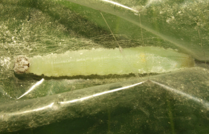 Fig.14. Prepupa de <i>Damas clavus</i></i>. 47mm de longitud. Voucher : 16-SRNP-31346-DHJ735267.jpg.