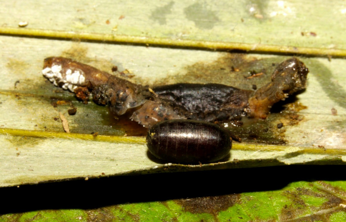 Fig.16. Pupario de <i>Damas clavus</i></i> de la familia (Tachinidae). Voucher : 16-SRNP-31351-DHJ735272.jpg.