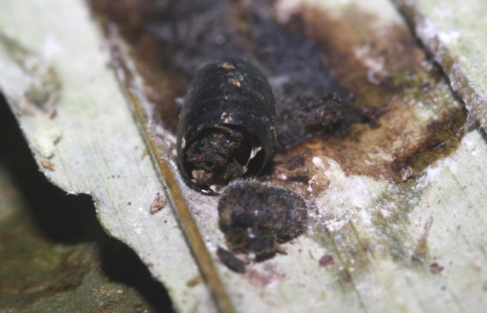 Fig.17. Pupario de <i>Damas clavus</i></i> de la familia (Tachinidae). Voucher : 16-SRNP-31351-DHJ735295.jpg.