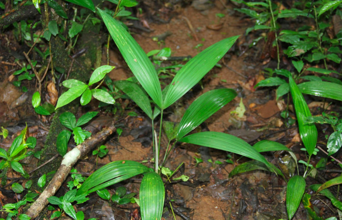 Fig.18. Planta juvenil de <i>Cryosophila warscewiczii</i></i> (Arecaceae), planta hospedera de larva <i>Damas clavus</i></i>.
