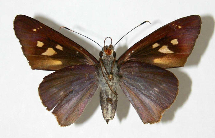 Fig.2. Adulto de <i>Damas clavus</i></i>. Hembra 52mm  de longitud vista ventral. Voucher: 02-SRNP-17951-DHJ33999.jpg.