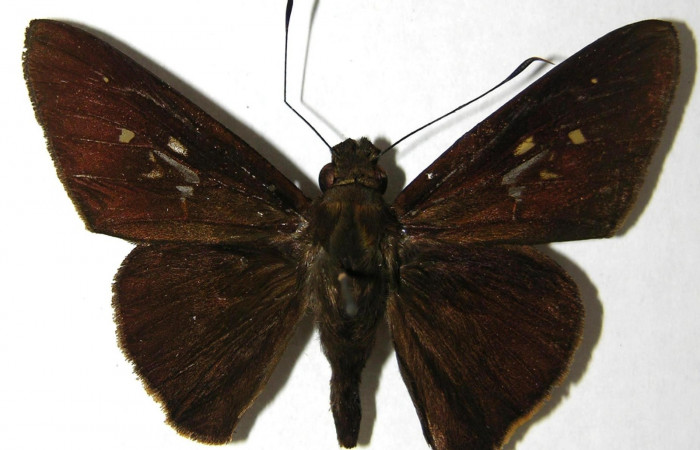 Fig.3. Adulto de <i>Damas clavus</i></i>. Macho 47mm  de longitud vista dorsal. Voucher: Fig.3.06-SRNP-34109-DHJ351646.jpg.
