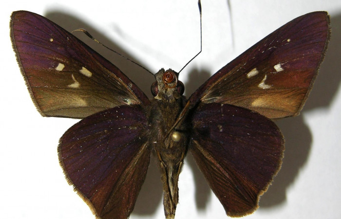 Fig.4. Adulto de <i>Damas clavus</i></i>. Macho 47mm  de longitud vista ventral. Voucher: 06-SRNP-34109-DHJ351647.jpg.