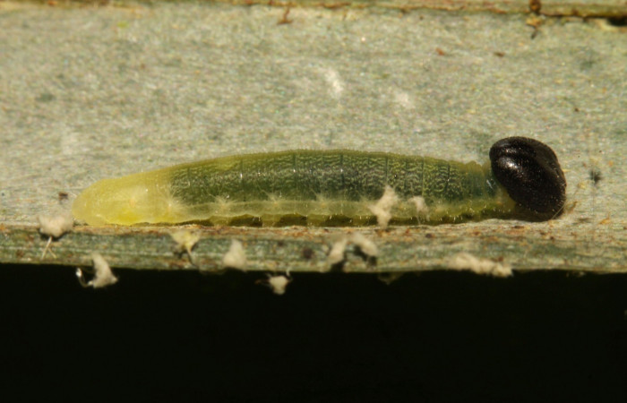 Fig.5. Larva de <i>Damas clavus</i></i>. 12mm de longitud en segundo estadio. Voucher : 16-SRNP-31306-DHJ735234.jpg.