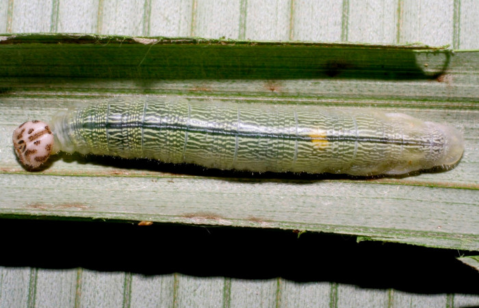 Fig.8. Larva de <i>Damas clavus</i></i>. 48mm  de longitud último estadio. Voucher : 08-SRNP-40416-DHJ435946.jpg