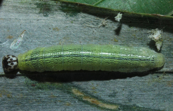 Fig.9. Larva de <i>Damas clavus</i></i>. 26mm  de longitud en penúltimo estadio vista dorsal. Voucher : 16-SRNP-70848-DHJ732936.jpg.