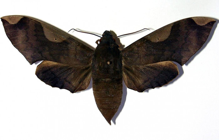 Fig. 2. Hembra <i>Pachylia syces</i></i>, (vista dorsal), (Sphingidae). Area de Conservación Guanacaste, Sector Santa Rosa, Casona Santa Rosa. (01-SRNP-14689-DHJ96200).