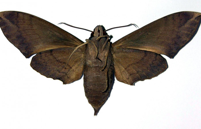 Fig. 3. Hembra <i>Pachylia syces</i></i>, (vista ventral), (Sphingidae). Area de Conservación Guanacaste, Sector Santa Rosa, Casona Santa Rosa. (01-SRNP-14689-DHJ96201).