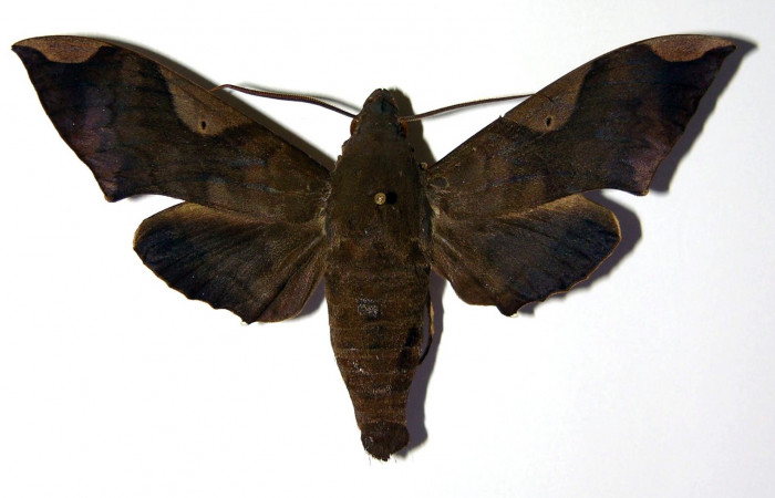 Fig. 4. Macho <i>Pachylia syces</i></i>, (vista dorsal), (Sphingidae). Area de Conservación Guanacaste, Sector Santa Rosa, Casona Santa Rosa. (01-SRNP-14694-DHJ96208).
