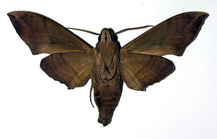 Fig. 5. Macho <i>Pachylia syces</i></i>, (vista ventral), (Sphingidae). Area de Conservación Guanacaste, Sector Santa Rosa, Casona Santa Rosa. (01-SRNP-14694-DHJ96209).