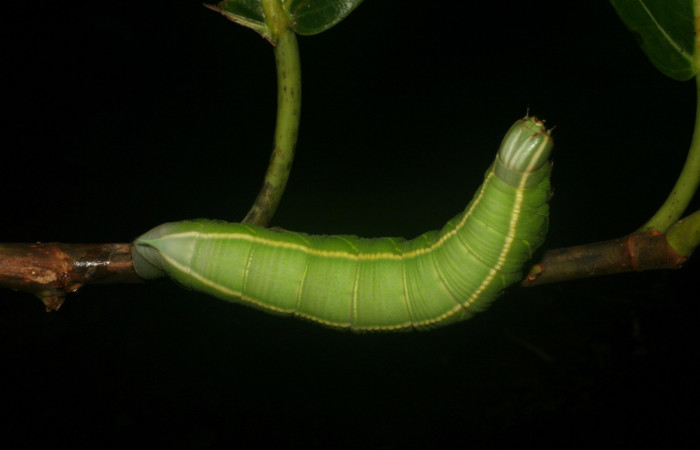 Fig. 10. <i>Pachylia syces</i></i>, (Sphingidae), larva último estadio. Area de Conservación Guanacaste, Sector Santa Rosa, Casona Santa Rosa. (05-SRNP-60213-DHJ408852.jpg).