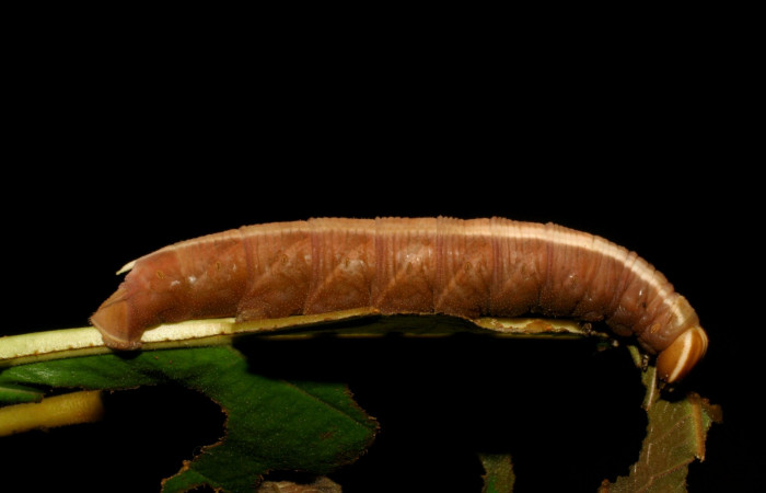 Fig. 7. <i>Pachylia syces</i></i>, (Sphingidae), larva último estadio. Area de Conservación Guanacaste, Sector Santa Rosa, Casona Santa Rosa. (05-SRNP-7455-DHJ405467.jpg).