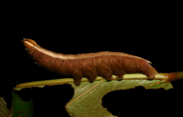 Fig. 11. <i>Pachylia syces</i></i>, (Sphingidae), larva último estadio. Area de Conservación Guanacaste, Sector San Cristóbal, Río Blanco Abajo. (05-SRNP-7455-DHJ405486.jpg).