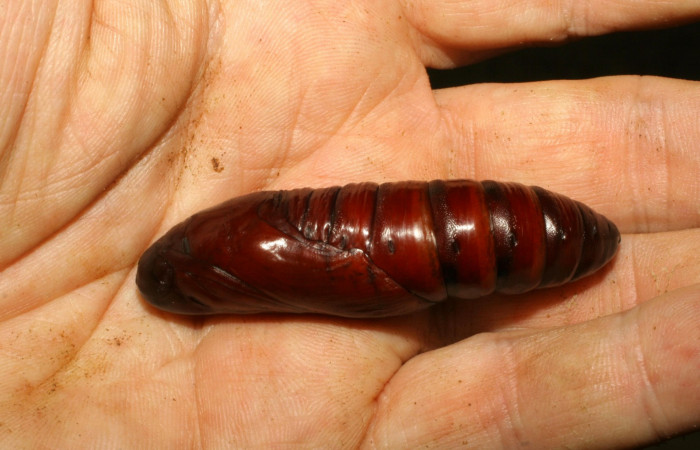 Fig. 13. Pupa <i>Pachylia syces</i></i>, (Sphingidae). Area de Conservación Guanacaste, Sector Rincón Rain Forest, Sendero Venado. (07-SRNP-42186-DHJ427913.jpg).