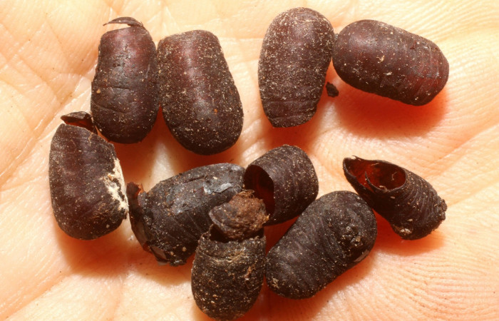 Fig. 14. Puparias ya eclosionadas de <i>Belvosia</i></i> Woodley07C (Tachinidae), (moscas), parásitos de <i>Pachylia syces</i></i>. Area de Conservación Guanacaste, Sector San Cristóbal, Tajo Angeles. (11-SRNP-1840-DHJ800439.jpg).